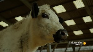 144K views · 191 reactions | The Herefords and British Whites, 2 popular cow breeds on this English farm, are about to be brought into the barn for winter. A young calf named Lola finds herself separated from her mother. Wild Tales From the Farm | Smithsonian Channel | Facebook