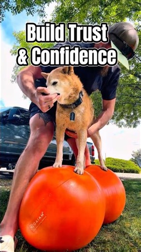 He Knows I've Got Him. That's the Whole Point. 🐕