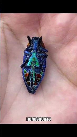 This Will Shock You! Creature That Makes Crazy Transformation #shorts #insects