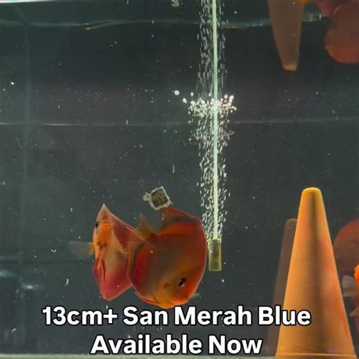 18 reactions · 3 comments | San Merah Blue discus Available Now #discushqaustralia #discushq #discus #discusfish #discusaustralia #livingdiscusgroupperth #livingdiscus #discusperth #perthaquarium #livingdiscusfish | Discus HQ Australia formerly Living Discus Fish | Facebook