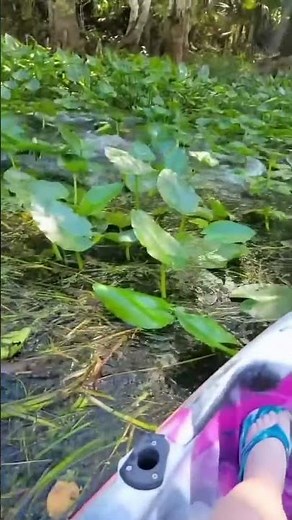 A Wild Experience at Silver Springs State Park