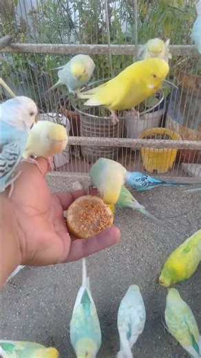 This Amazon bird toy is SO COOL#birds#parrot #birdslover #budgis #lovebirds #budgiegar #cute #health