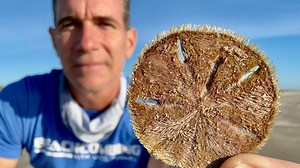 Take a peek at the hidden world of sand dollars