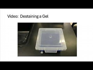 DNA Fingerprinting Electrophoresis (CTC 210 Forensic Lab)