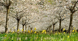 Alnwick Garden's famous Cherry Orchard blossoms in full bloom