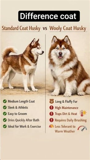 The infographic compares two Siberian Husky coat types