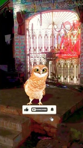 डांसिंग उल्लू का धुआँधार ठुमका 🦉#shortvideos #shortsviral #youtubeshorts #ytshorts #dancingowl