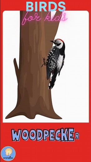 Birds for kids | Talking Flashcards | Animals #shorts