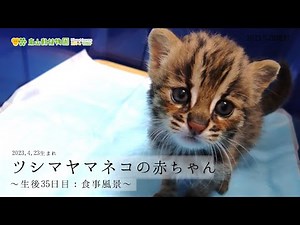 【東山動植物園公式】ツシマヤマネコの赤ちゃん～生後35日目：食事風景～《 ツシマヤマネコ 》