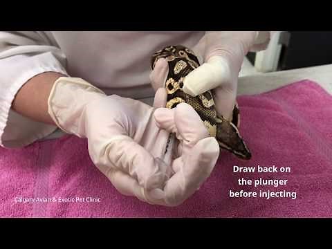 Calgary Avian & Exotic Pet Clinic: Intramuscular Injections for Snakes