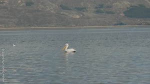 An exotic landscape of a Island, Hawaii mountains, blue ocean, wildlife in the water, white pelican, seagulls, ducks and other birds, Static shot, 4K video, slow motion