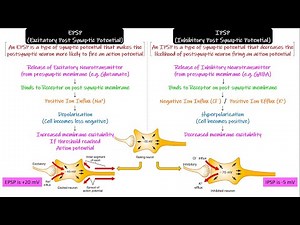 Excitatory & Inhibitory Post Synaptic Potential. Chapter 46 part 6 Guyton and Hall Physiology.