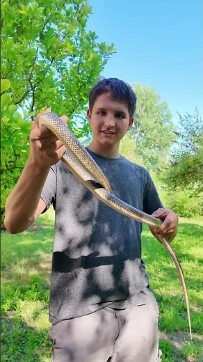Aesculapian snake - snake in the garden #snakes #shorts