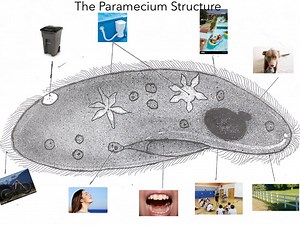 paramecium Structure