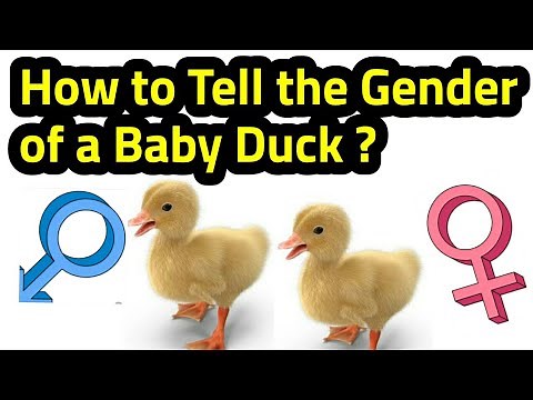Duckling Gender Identification l How to Tell Gender of a Baby Duck l Sexing of Baby Duck