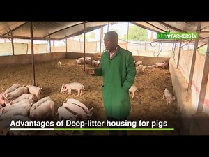 Advantages of Deep litter housing for pigs