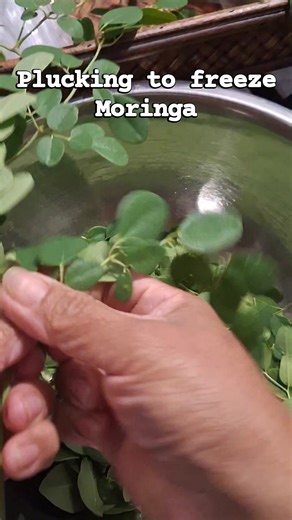 Elvie Manuel on Instagram: "Plucking to freeze Moringa- a superfood and miracle plant. The Moringa tree (Moringa oleifera) offers extensive benefits, primarily from its highly nutritious leaves, acting as a powerful antioxidant and anti-inflammatory agent, supporting brain, heart, and liver health, helping manage blood sugar, and providing essential vitamins, minerals (like iron, calcium), and protein, making it a nutritional powerhouse used in traditional medicine and modern supplements for gen