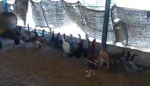 10K views · 100 reactions | BREEDERS FOR MY MEAT PURPOSE FARM We can supply day one chicks to one month chicks ( parent chicks )as we assure pure large aseel breed | BHAVIISH ASIL FARMS | Facebook