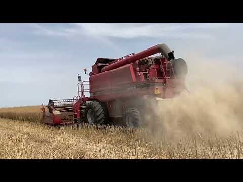 Case IH 2388 Axial Flow Oilseed Rape Harvest - OSR 2022