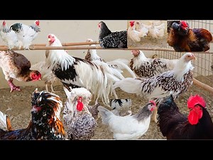 World's Most Popular and Rare Fancy Chicken Breeding Hens Farm