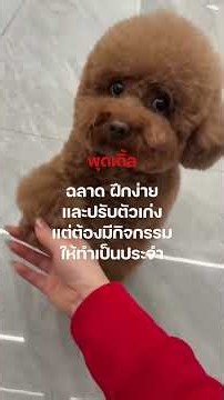 หมาตัวเล็ก ไม่ได้แปลว่าเลี้ยงคอนโดได้เสมอไปนะ! ดูให้ดีก่อนเอาเข้าห้อง 🐕✨