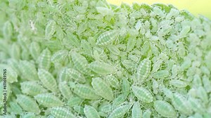 Closeup of Aphid colony - Hemiptera: Aphididae - on plum leaf in 4K VIDEO. Macro footage of insect pests - plant lice, greenfly, blackfly or whitefly - sucking juice from plant.