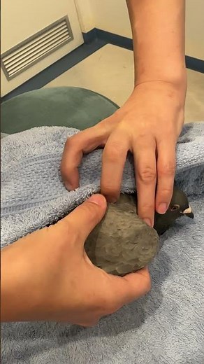 how to do wing physio physical massage for a pigeon. Broken wing pigeon wing physio and massage