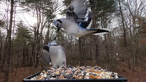 95K views · 3.5K reactions | Red-bellied Woodpeckers, Downy Woodpeckers, Blue Jays, Tufted Titmice, Northern Cardinal | Critter Cam | Facebook