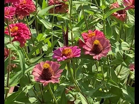 Butterfly and flowers🦋🌸 #nature #spring