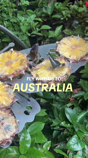 Backpacking Australia Tips for Your Gap Year