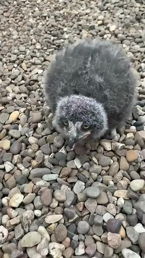 26K views · 506 reactions | Owl 黎 chick eating chicken Chick   Birds #BeautyOfNature92 #reels #trending #viralvideo #viralpost #owl #baby #eating #Chicks #viral #fbshorts | Beauty of Nature | Facebook