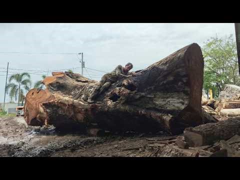 Extreme Hardwood Cutting by Industrial Machines