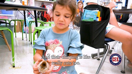 1K views · 30 reactions | In this School Snapshot, students at Crockett Elementary are learning about life cycles by observing baby chicks in class. Thank you to CES Good News Ambassador Lorrie Johannessen for providing this footage.  | Williamson County Schools | Facebook