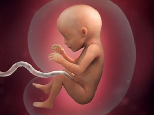 17 weeks pregnant: fetal development