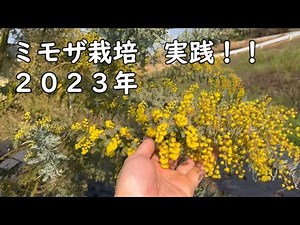 ミモザ栽培 実践編 ２０２３年
