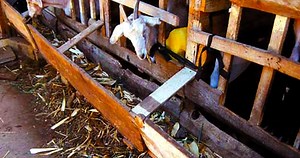 Goat Stall Feeding: An Alternative to Traditional Grazing Systems