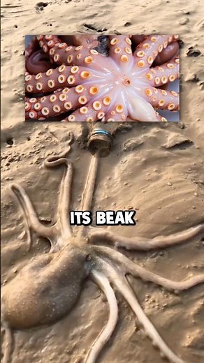 How an Octopus Squeezes Through a Tiny Hole! 🐙