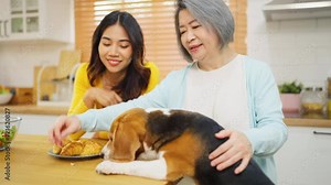 Senior Asian woman play fun together with young girl and beagle dog that try to eat croissant bread on table and the dog hold by senior woman with smiling in kitchen.