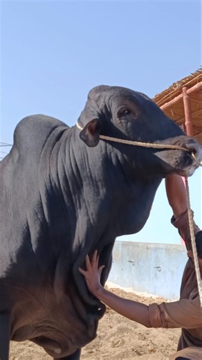 Pakistan Biggest Cow Maweshi Mandi update on Tiktok 😱 #cow #animals #shorts