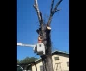 Took this ole tree out yesterday out in commanche tx another happy customer ! | Brad's Tree Service | Facebook