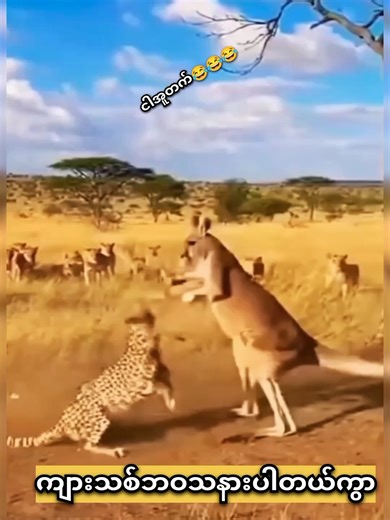 Curious Quirks of Animal Behavior Uncovered