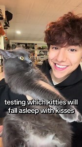 Sleepy Kitties Fall Asleep with Kisses