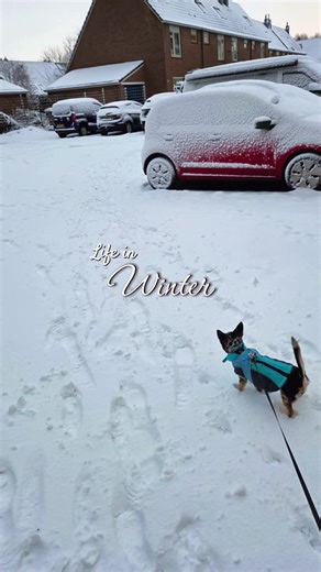 winter walks with Rio #bluemerlechihuahuas #snow #foryoupage #chihuahuapuppy #bestfriend