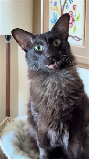 Scooby the Cat Reacts to Tricks — Funny Cat Reaction Video