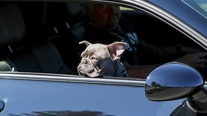 Diners, Drive-Ins and Dives: Season 44 Episode 8 DDD: Revved Up