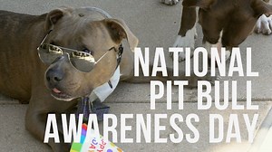 October 26th marks National Pit Bull Awareness Day. A time to celebrate our pibble friends and dispel some of the unfair myths about them. Far too often these amazing pups are misrepresented and punished for simply looking a certain way. We are on a mission to provide a voice for bully breed pups and work to ensure they have an equal chance at happiness! We are on a mission to provide a voice for bully breed pups and work to ensure they have an equal chance at happiness! To celebrate the day, he
