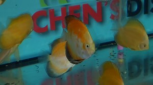 Young yellow checkerboard, yellow diamond and golden calico | Chens Discus UK