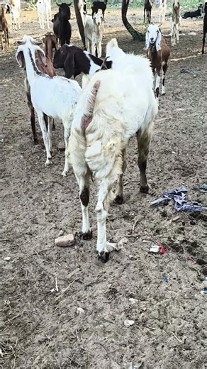 Massive Giant Goat Voice