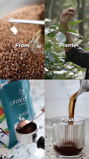 1.7K views · 6 comments | From plant to pour, every cup of Lifeboost...