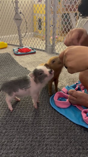 44K views · 564 reactions | Leo and Penny are doing great in their new home. Showing off and doing tricks. So happy for them. Great home and family. ❤️ #minipigs #pigs #family #love #home #pets #oink #azmicrominipigs | AZ Micro Mini Pigs | Facebook